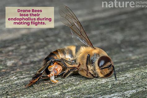 male bees die after mating|Male bee dies after mating with queen : r/Beekeeping